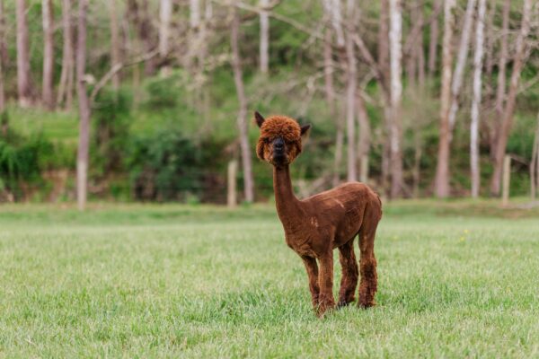 VMF Alpaca Hoodie